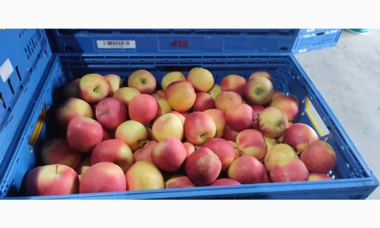 Продам яблука - фото № 9