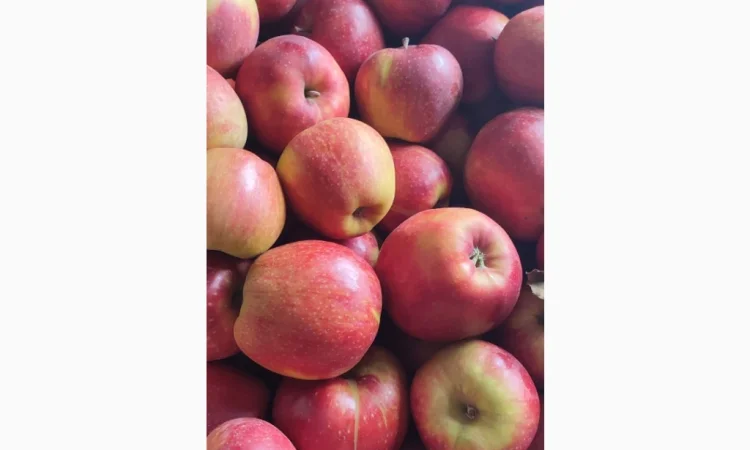 Продам яблука - фото № 8