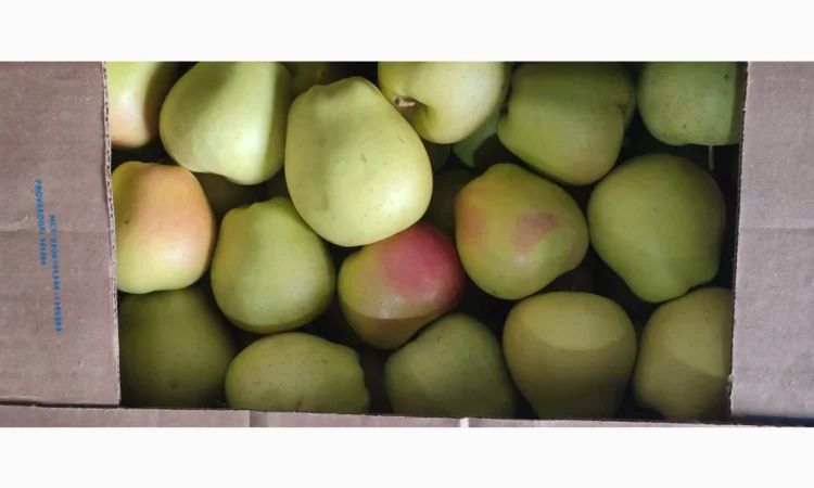 Продам яблука - фото № 4