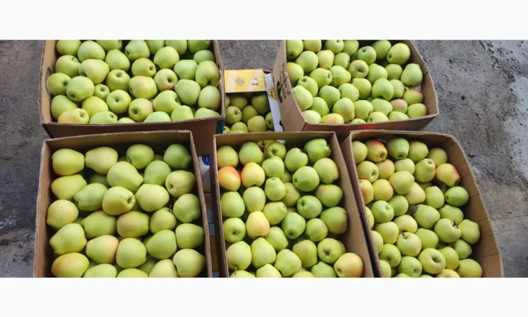 Продам яблука - фото № 3