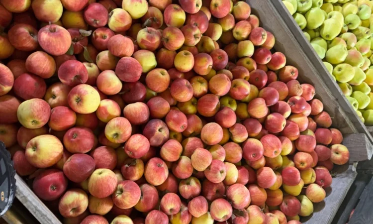 Продам яблука Екстра класу - фото № 2