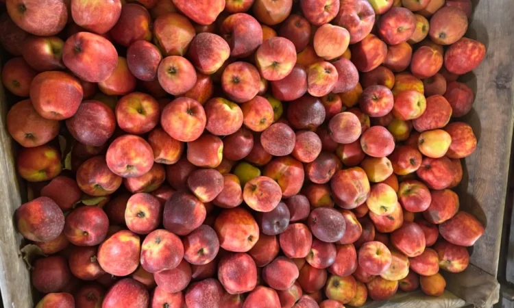 Продам яблука Екстра класу - фото № 4