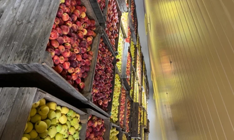 Продам яблука Екстра класу - фото № 5