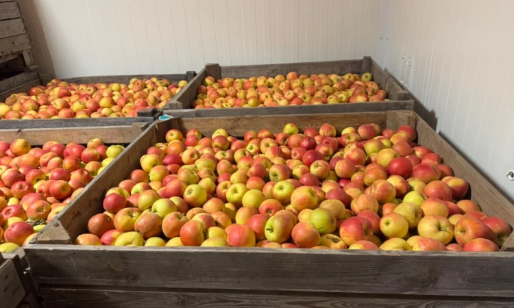 Продам яблука Екстра класу - фото № 6