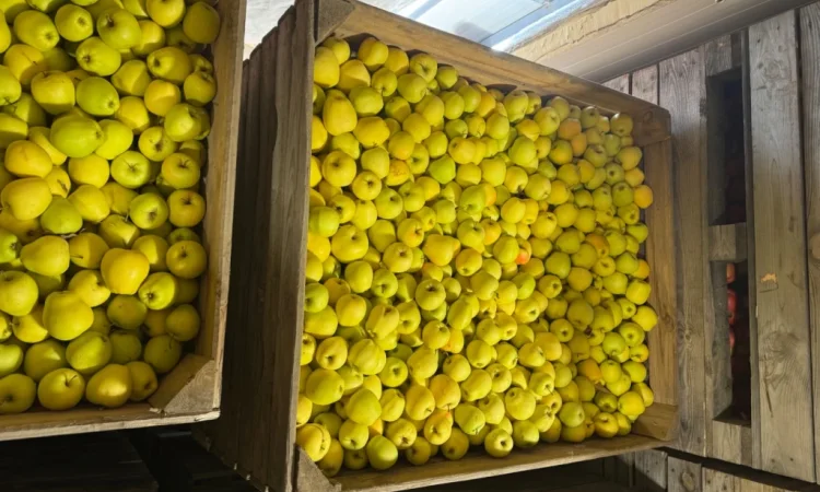 Продам яблука Екстра класу - фото № 7