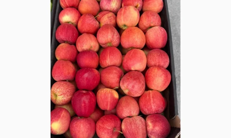 Продам яблука - фото № 2