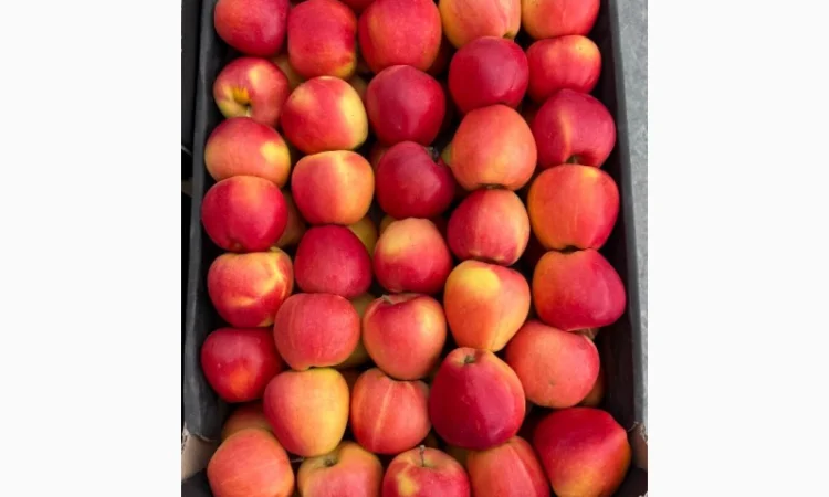 Продам яблука - фото № 4