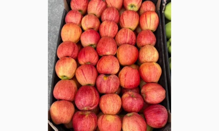 Продам яблука - фото № 6