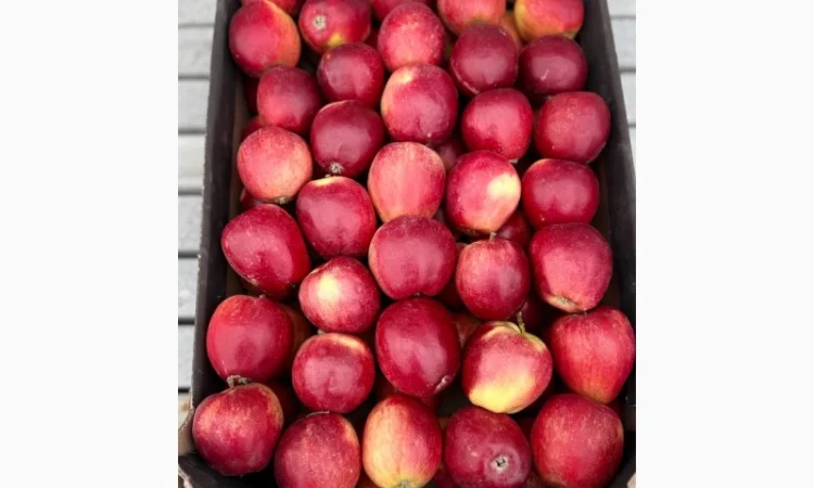 Продам яблука - фото № 8