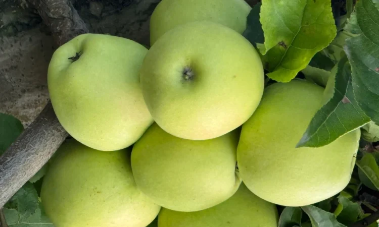 Продам яблука - фото № 1