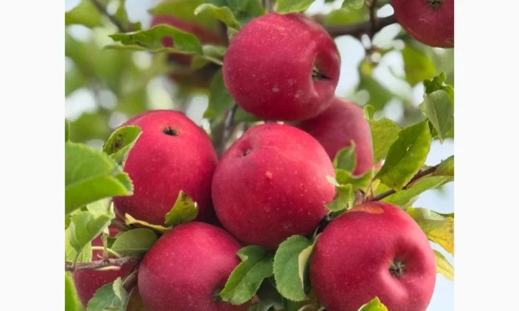 Продам яблука - фото № 3