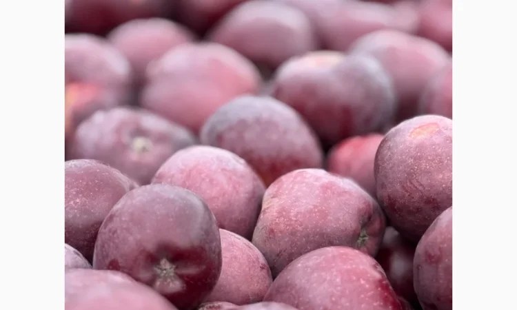 Продам яблука - фото № 4