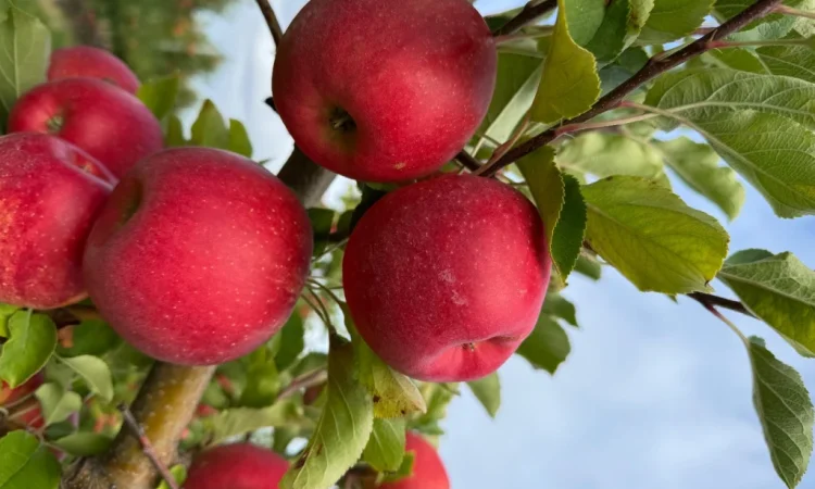 Продам яблука - фото № 5