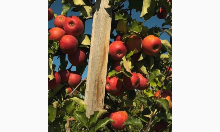 Продам яблуневий сад - фото № 2