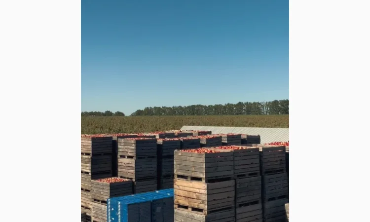 Продам яблуневий сад - фото № 3