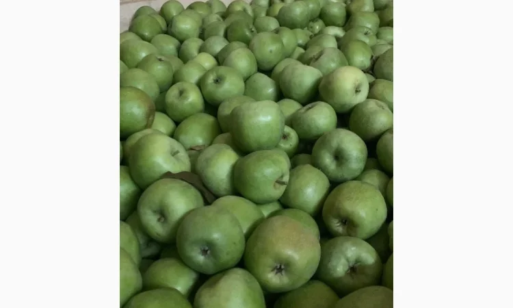 Продам яблука - фото № 3
