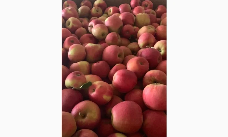 Продам яблука - фото № 4