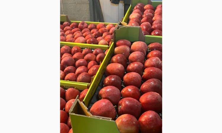 Продам яблука - фото № 5