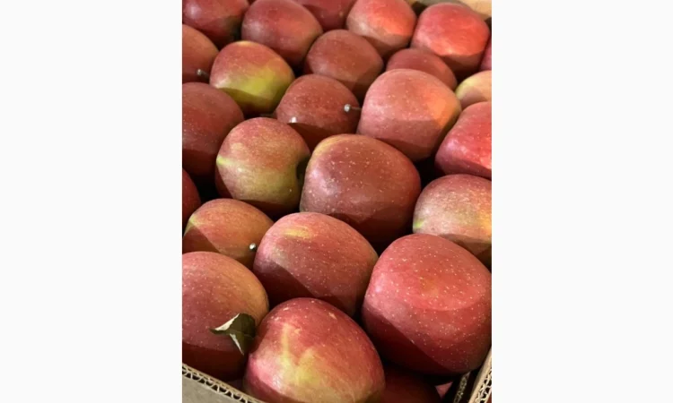 Продам яблука - фото № 6