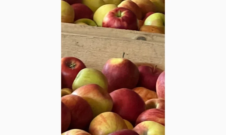 Продам яблука - фото № 7