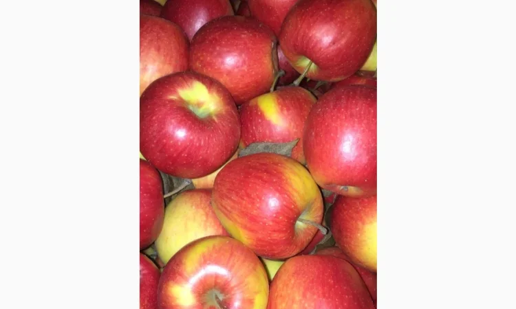 Продам яблука - фото № 8