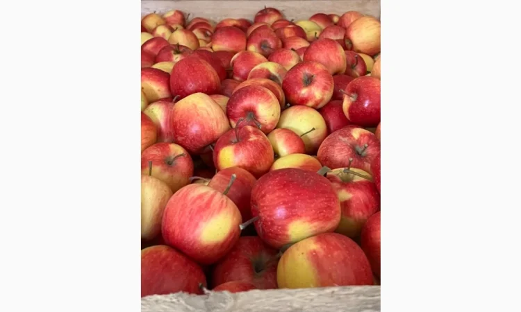 Продам яблука - фото № 9