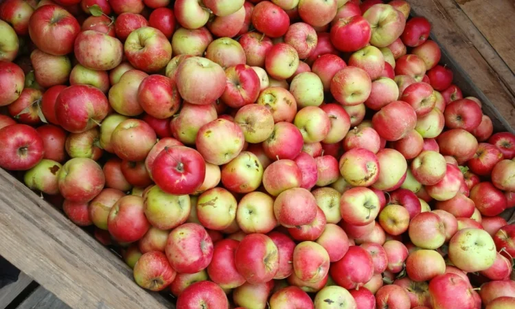 Продам Яблука з холодильника - фото № 1