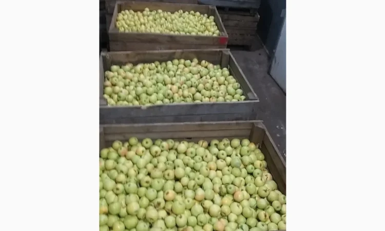 Продам Яблука з холодильника - фото № 2