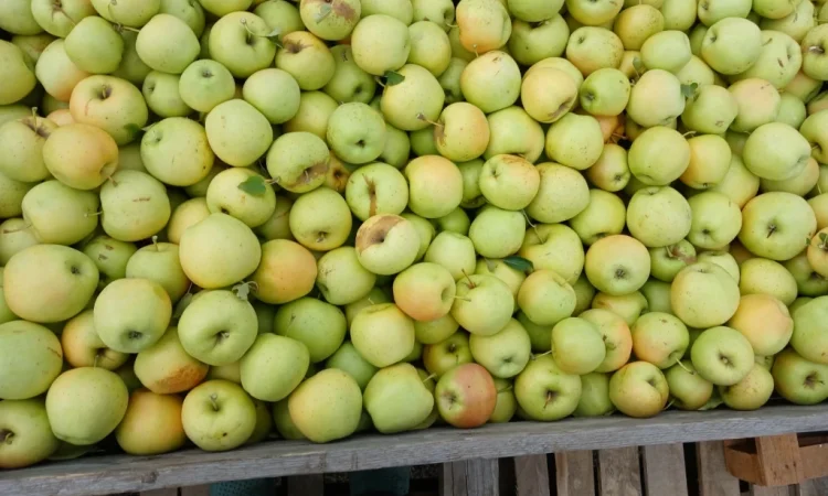 Продам Яблука з холодильника - фото № 3