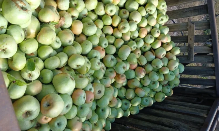 Продам Яблука з холодильника - фото № 5