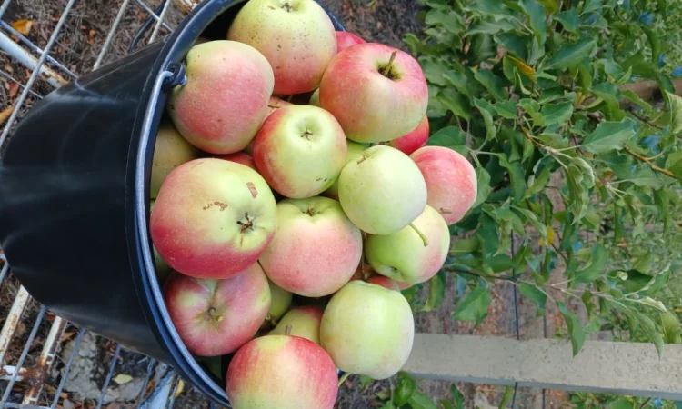 Продам Яблука з холодильника - фото № 6