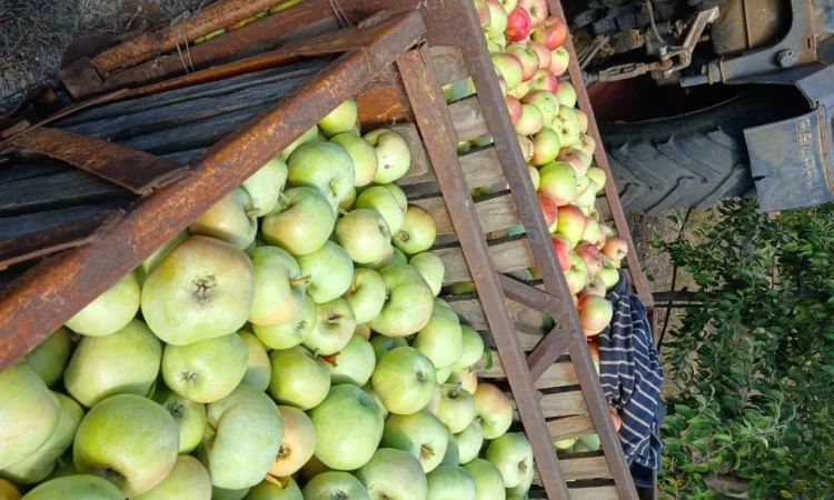 Продам Яблука з холодильника - фото № 7