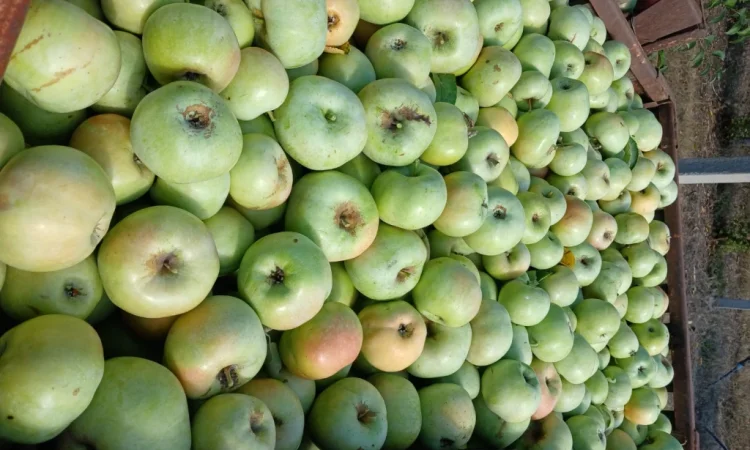 Продам Яблука з холодильника - фото № 8