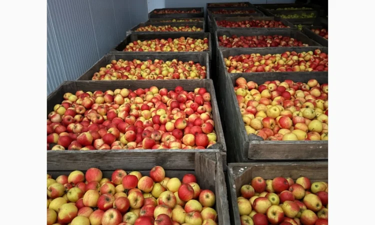 Продам яблука фрешовані з холодильника оптом - фото № 1