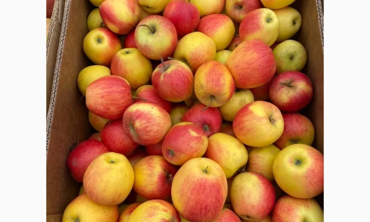 Продам яблука фрешовані з холодильника оптом - фото № 4