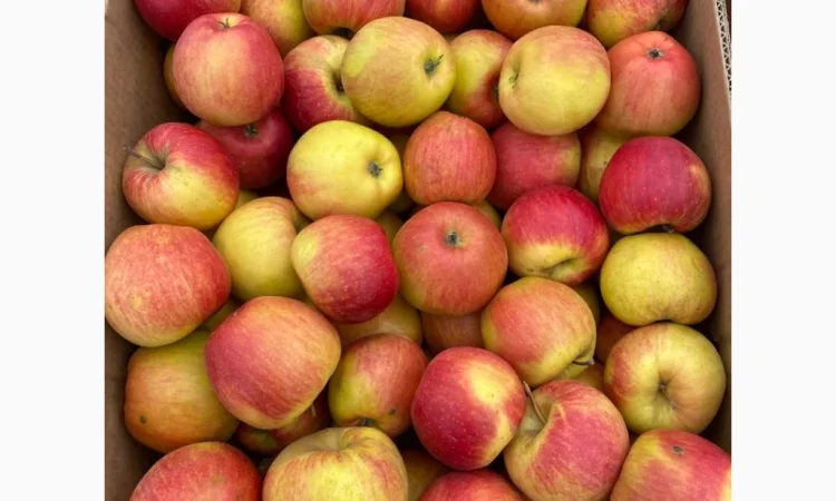 Продам яблука фрешовані з холодильника оптом - фото № 5