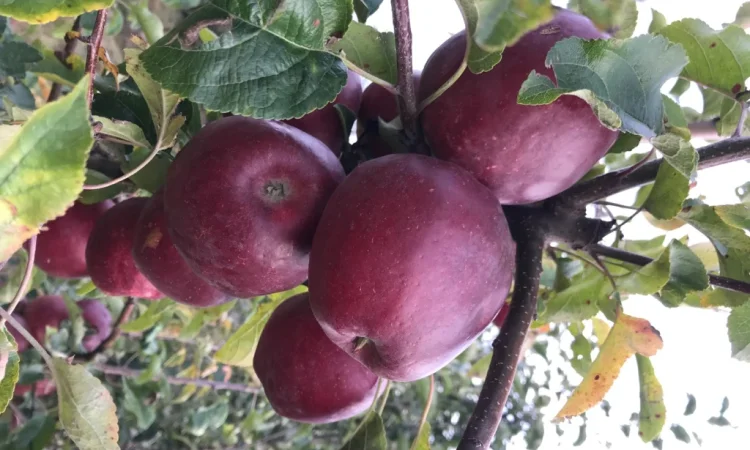 Продам яблука - фото № 1