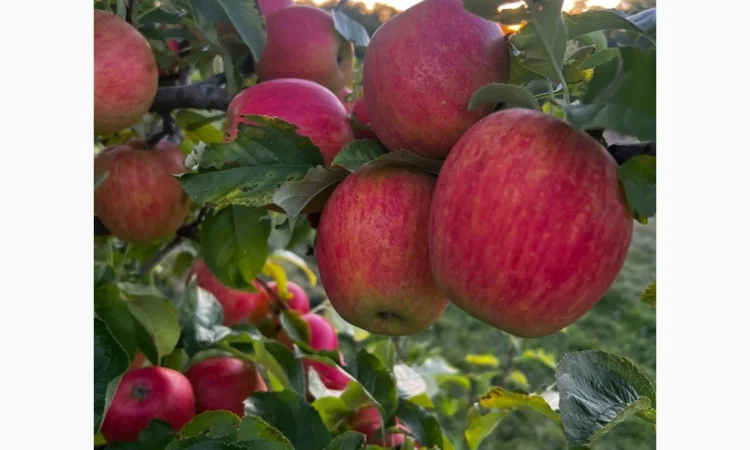 Продам яблука різних сотів - фото № 1