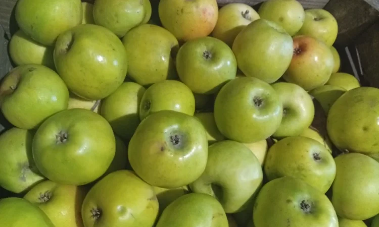 Продам яблука - фото № 1