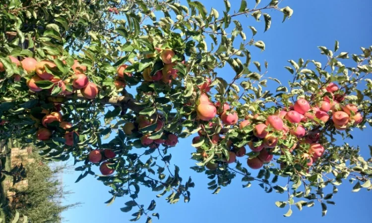 Продаются яблоки с собственного сада - фото № 1