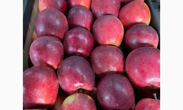 Продам яблоки несколько сортов с хранилищя. От производителя с 20 тонн - фото № 3