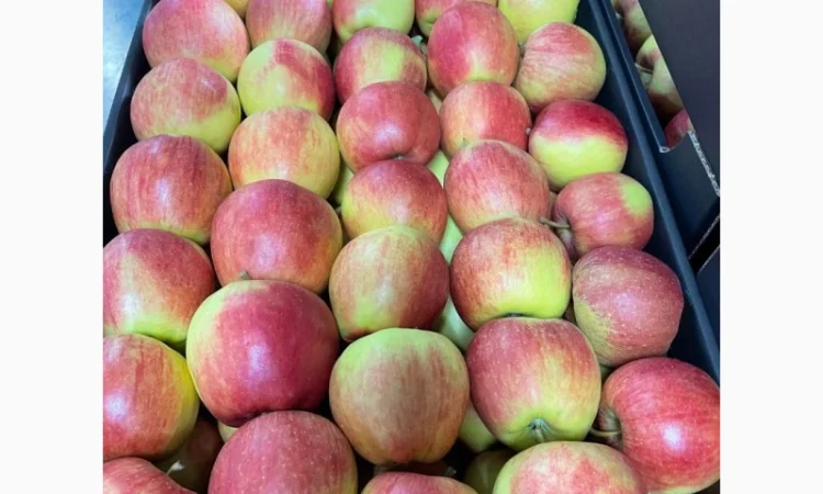 Продам яблоки несколько сортов с хранилищя. От производителя с 20 тонн - фото № 4