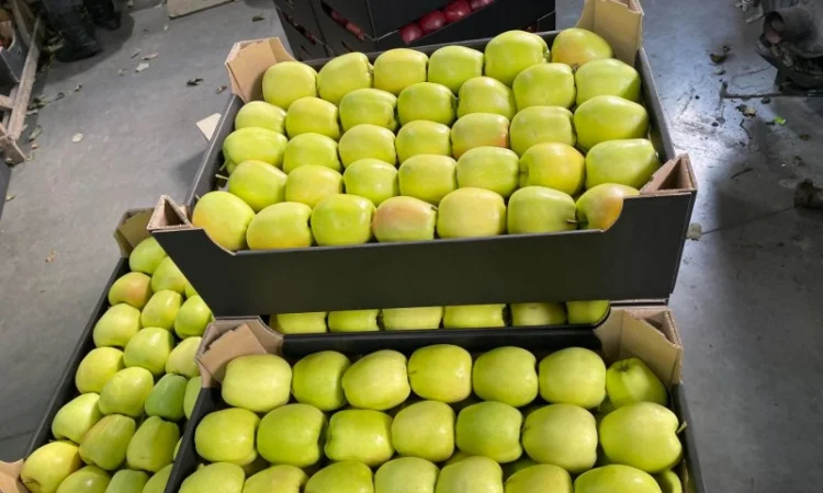 Продам яблоки несколько сортов с хранилищя. От производителя с 20 тонн - фото № 5