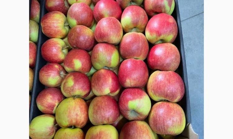 Продам яблоки несколько сортов с хранилищя. От производителя с 20 тонн - фото № 6