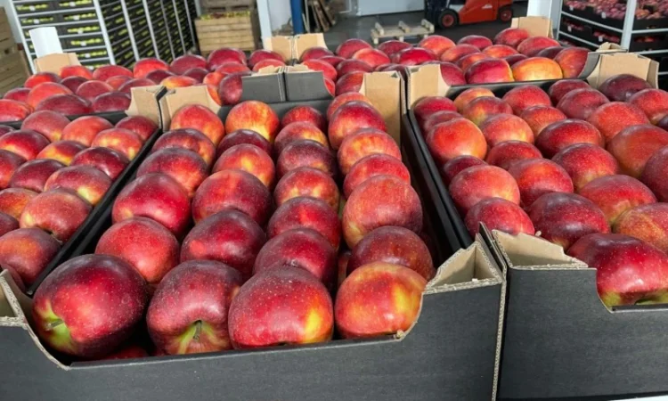 Продам яблоки несколько сортов с хранилищя. От производителя с 20 тонн - фото № 7