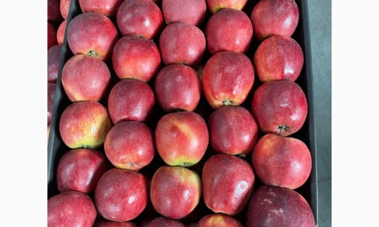 Продам яблоки несколько сортов с хранилищя. От производителя с 20 тонн - фото № 8