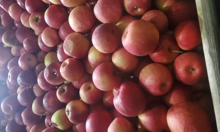 Продам яблоки из холодильника газоване - фото № 2