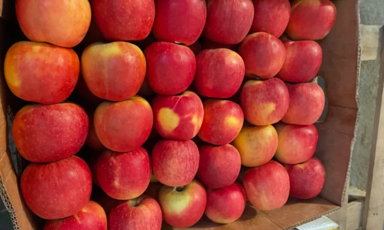 Продам яблука - фото № 1