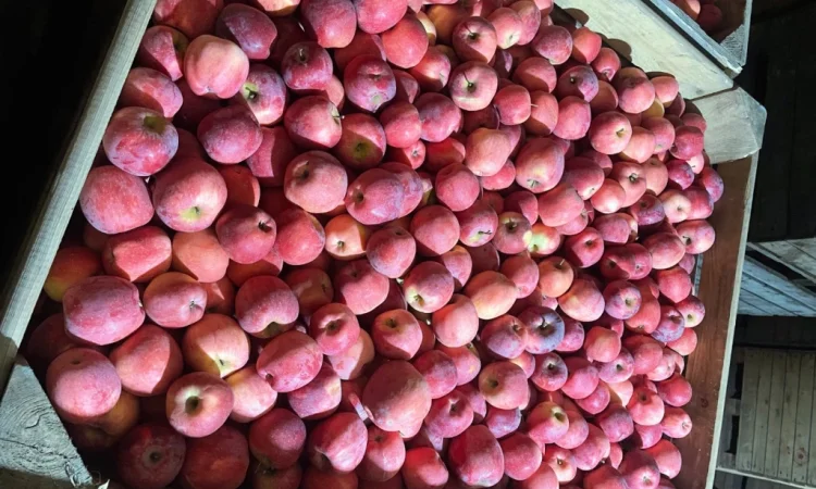 Пропонується яблуко Пінола - фото № 1