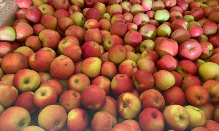 Продам яблука - фото № 1